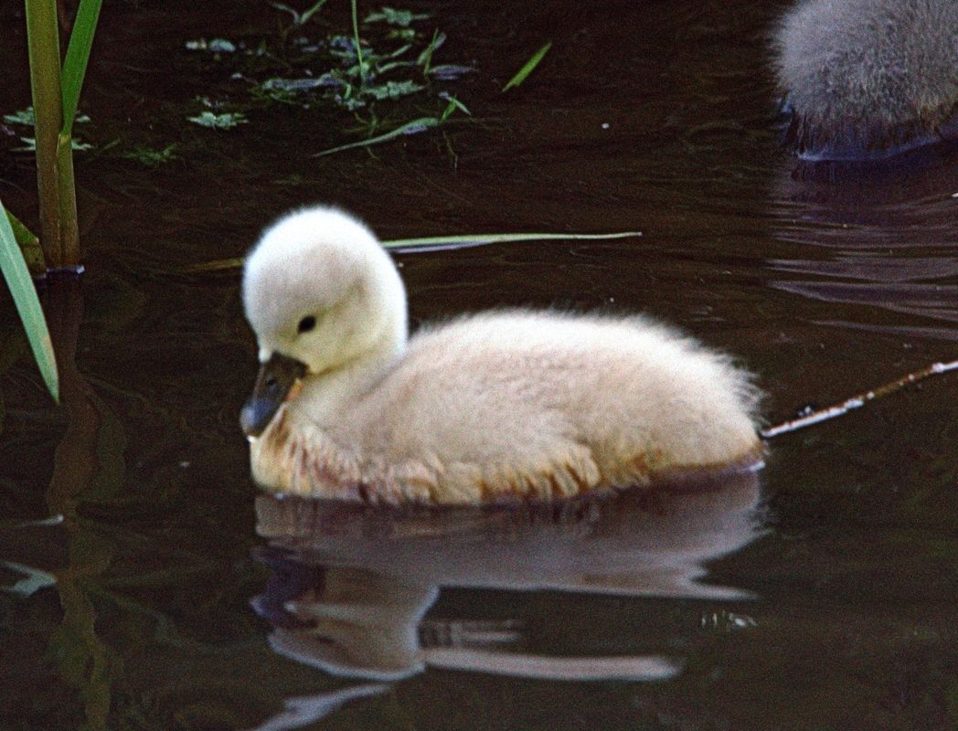 Vom Hässliche Entelein zum ........