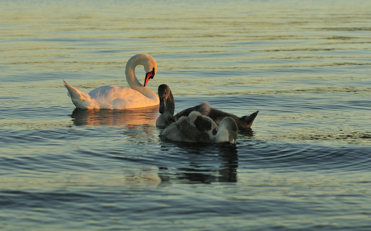 Schwanenfamilie auf der Mettnau.