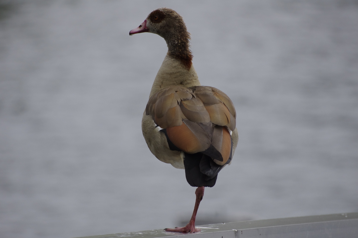 Die Nilgans (Alopochen aegyptiacus)