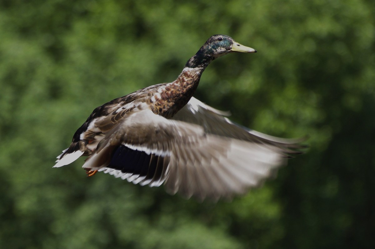 Stockflug
