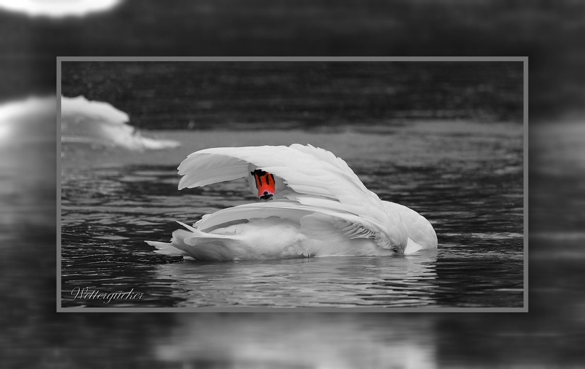 Familie Schwan zu Rein und Fein Showtime 06