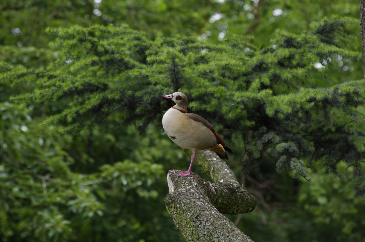 N-Gans
