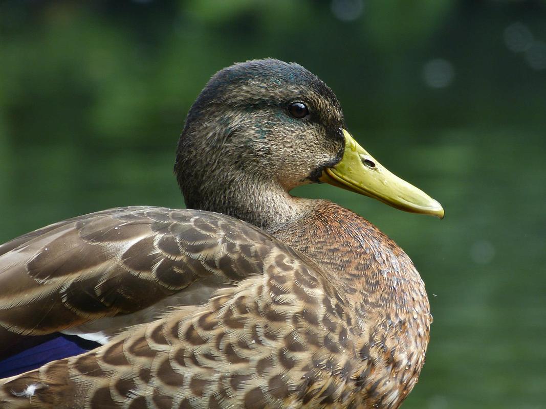 eine Ente halt..............