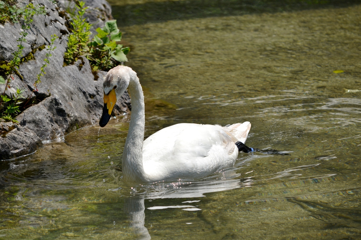 Singschwan