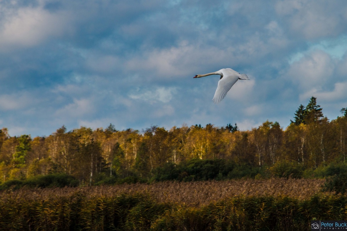 Schwanenflug