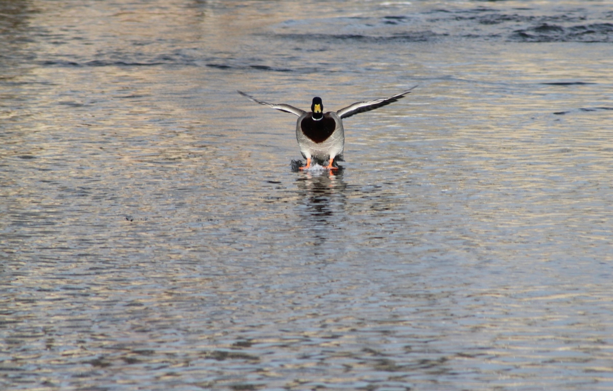 Landeanflug 