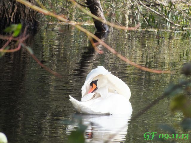Ein Schwan :-)
