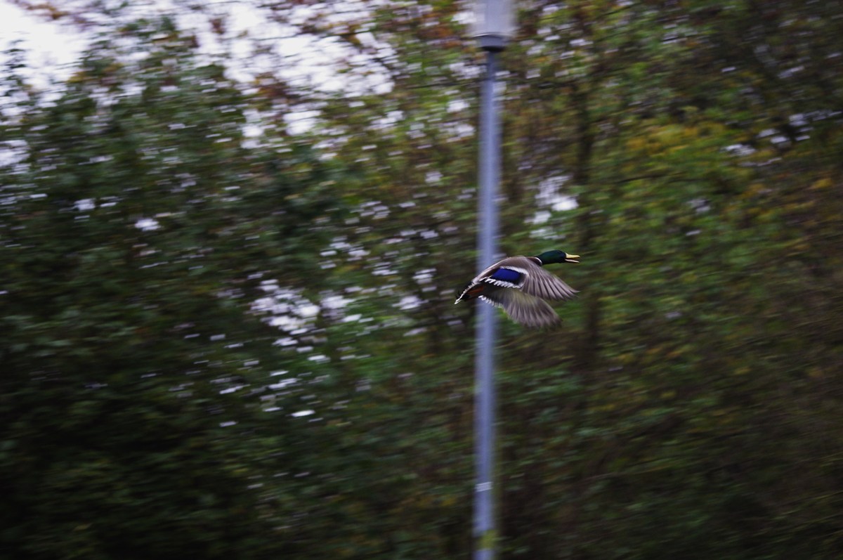 Anflug