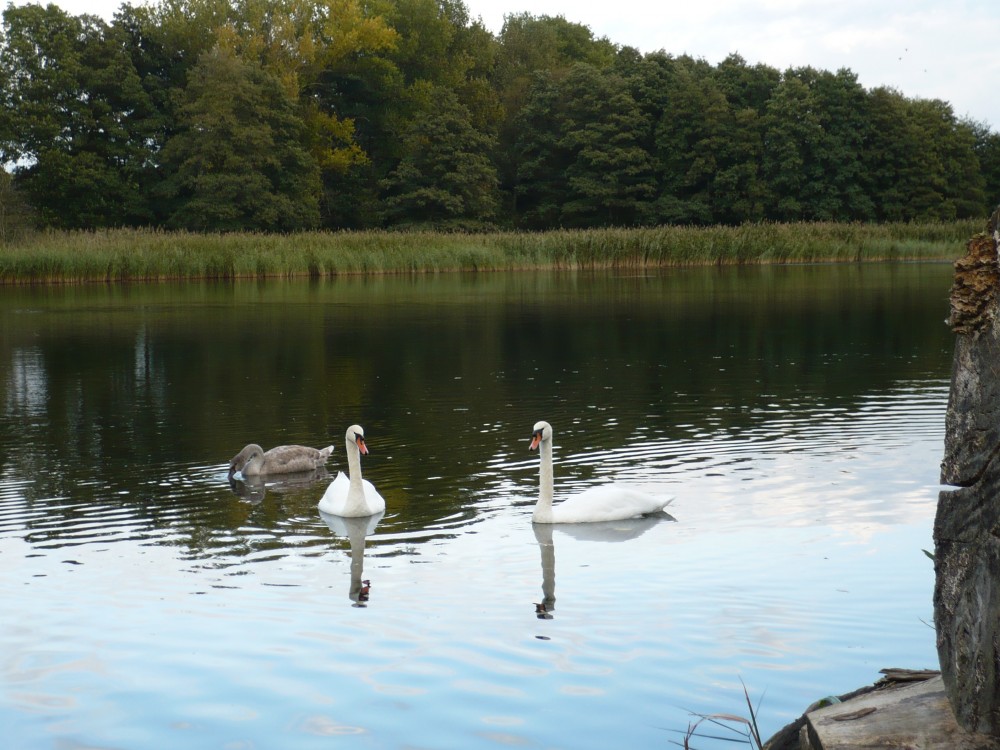 Der Schwan ist nicht mehr einsam 3