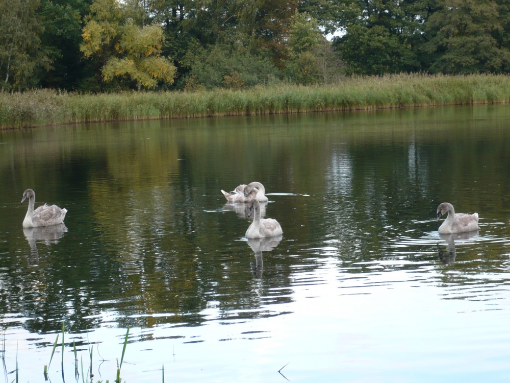 Der Schwan ist nicht mehr einsam 4