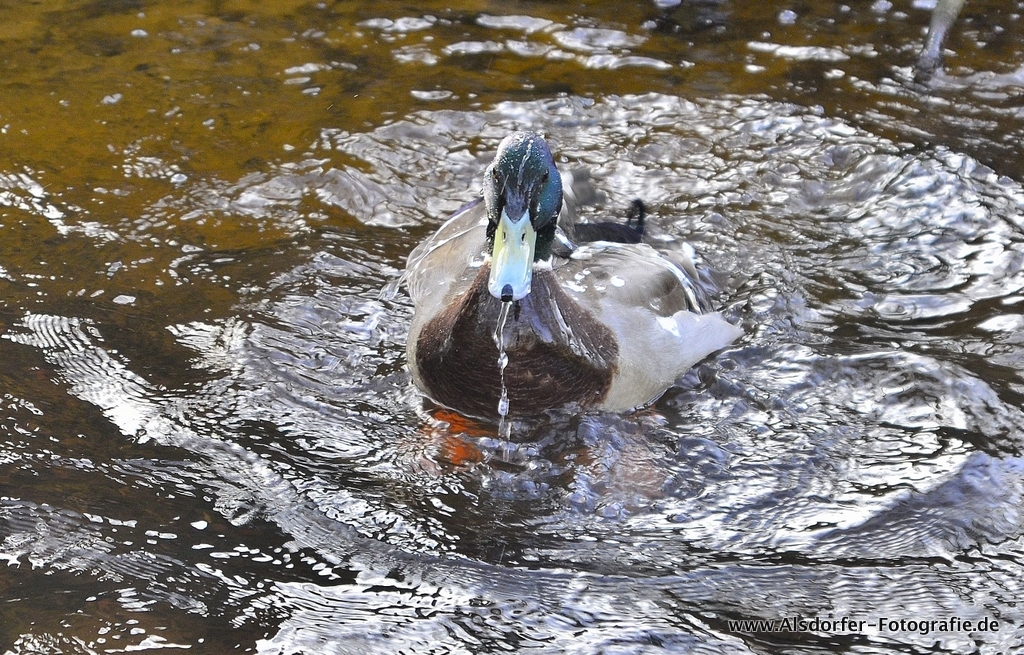 Ente Wasserspiel IIII