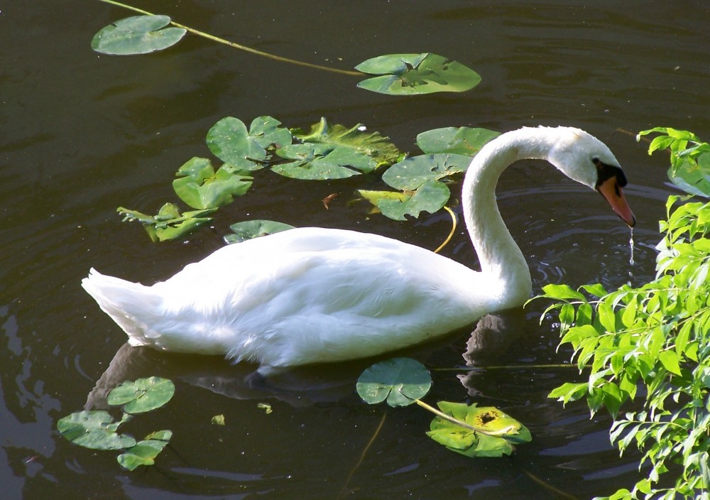 Schwan 1