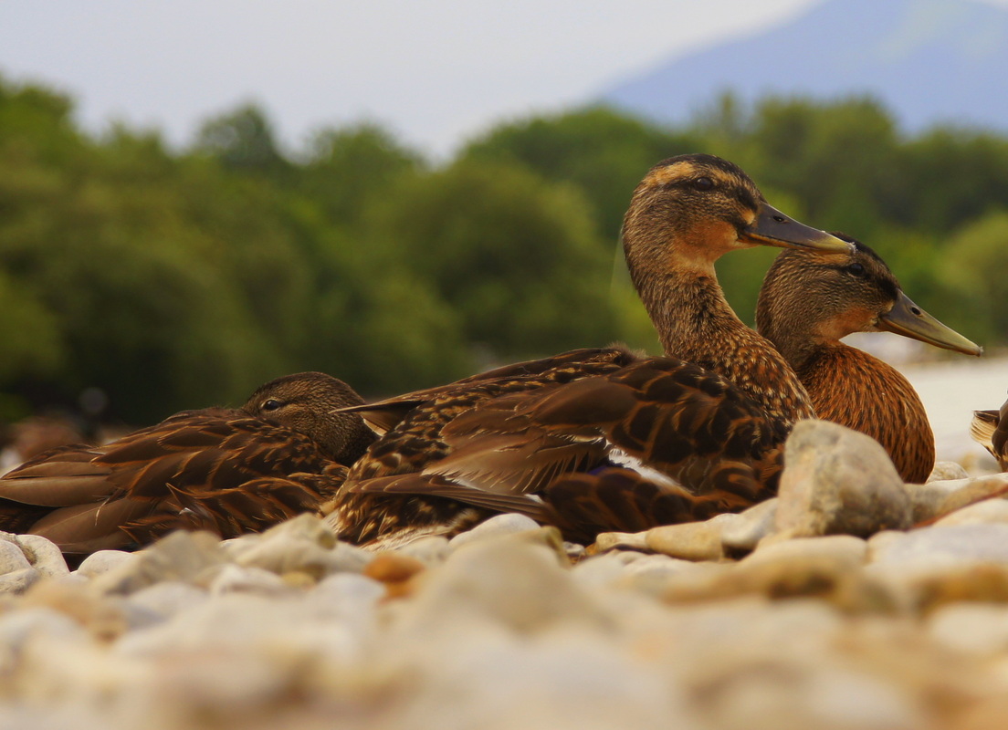Ente gut, alles gut.
