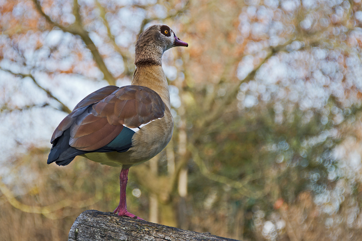 Vogel auf einem Bein