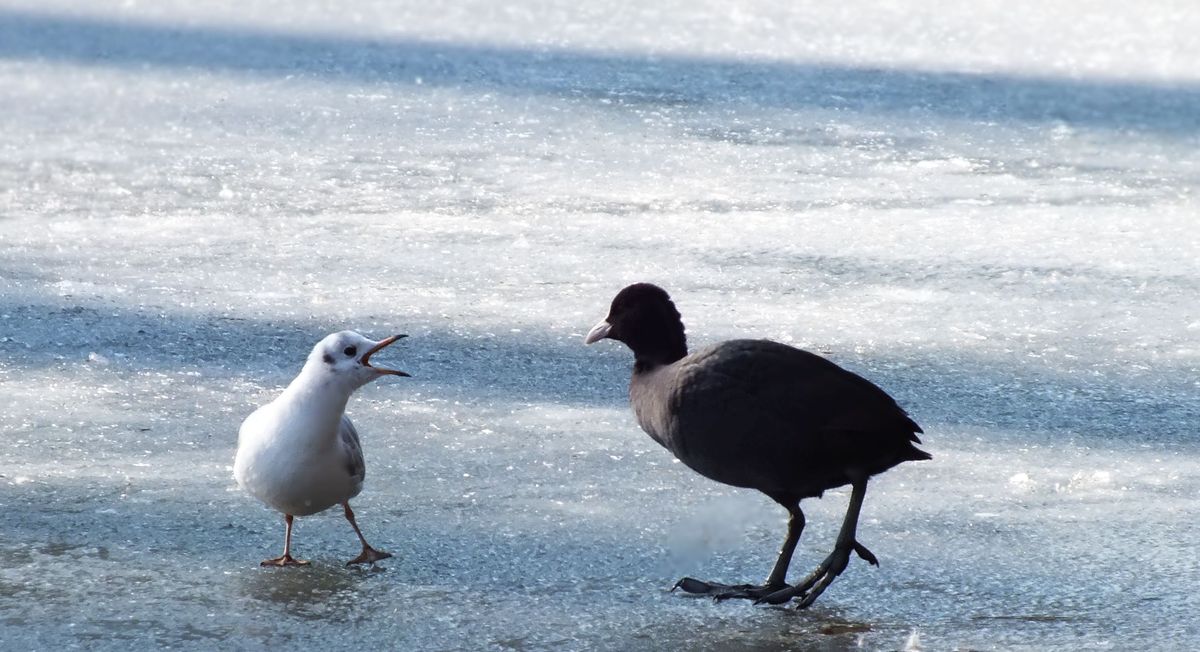 geh weg, das ist meine eisfläche