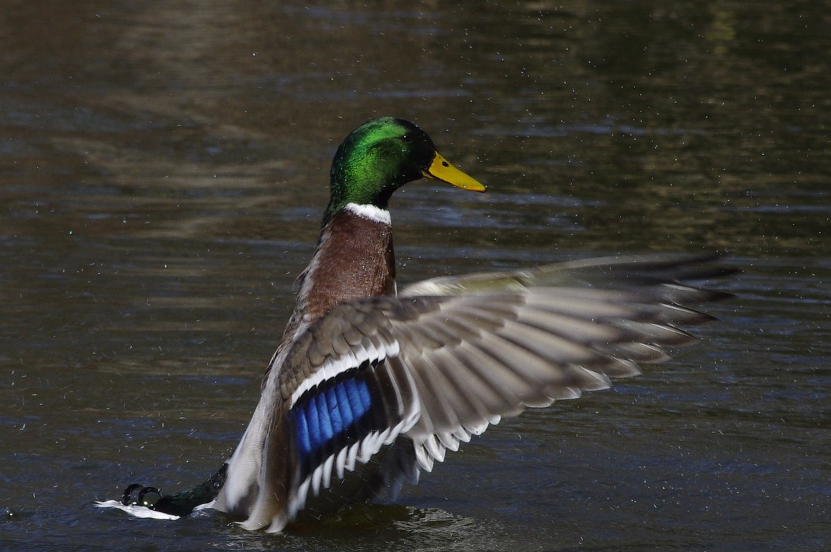 S-Ente