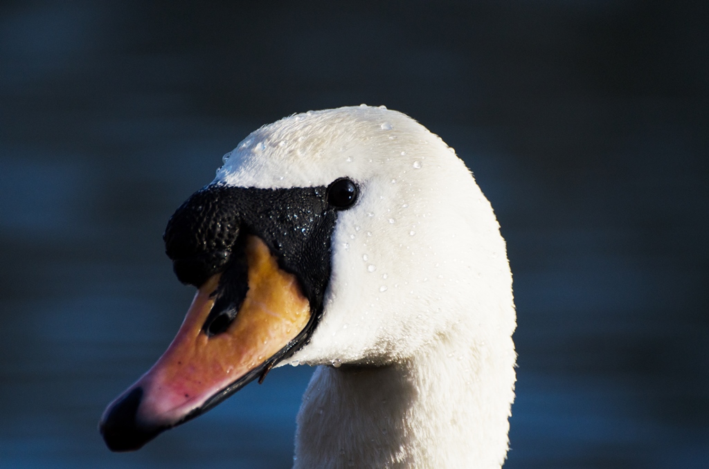 Schwan