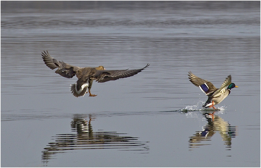 ENTENFLUG