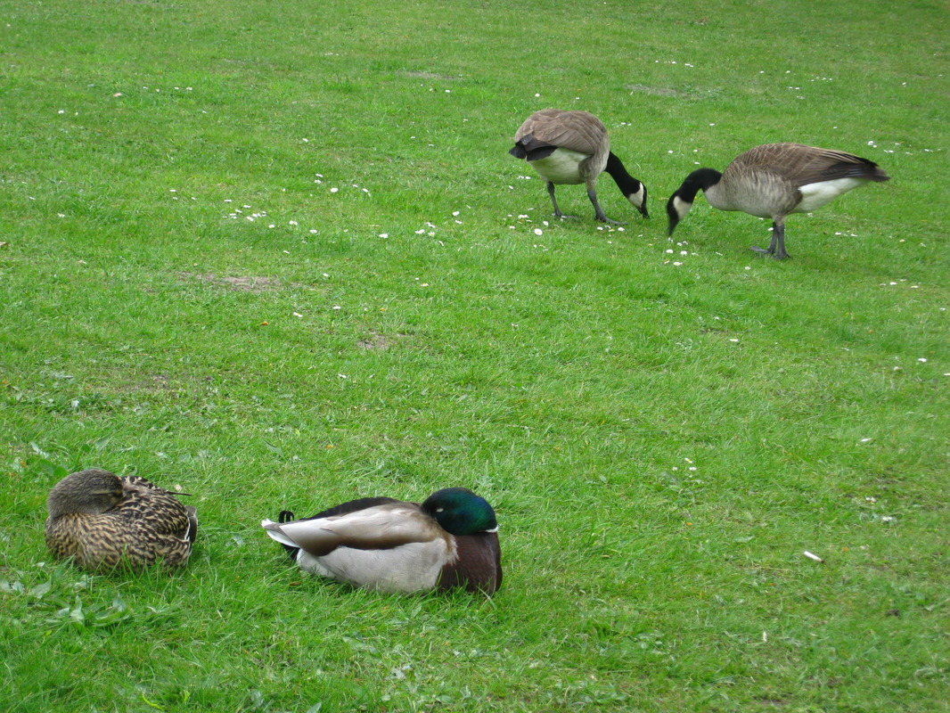 Vögel im Park beim Schloss Charlottenburg in Berlin