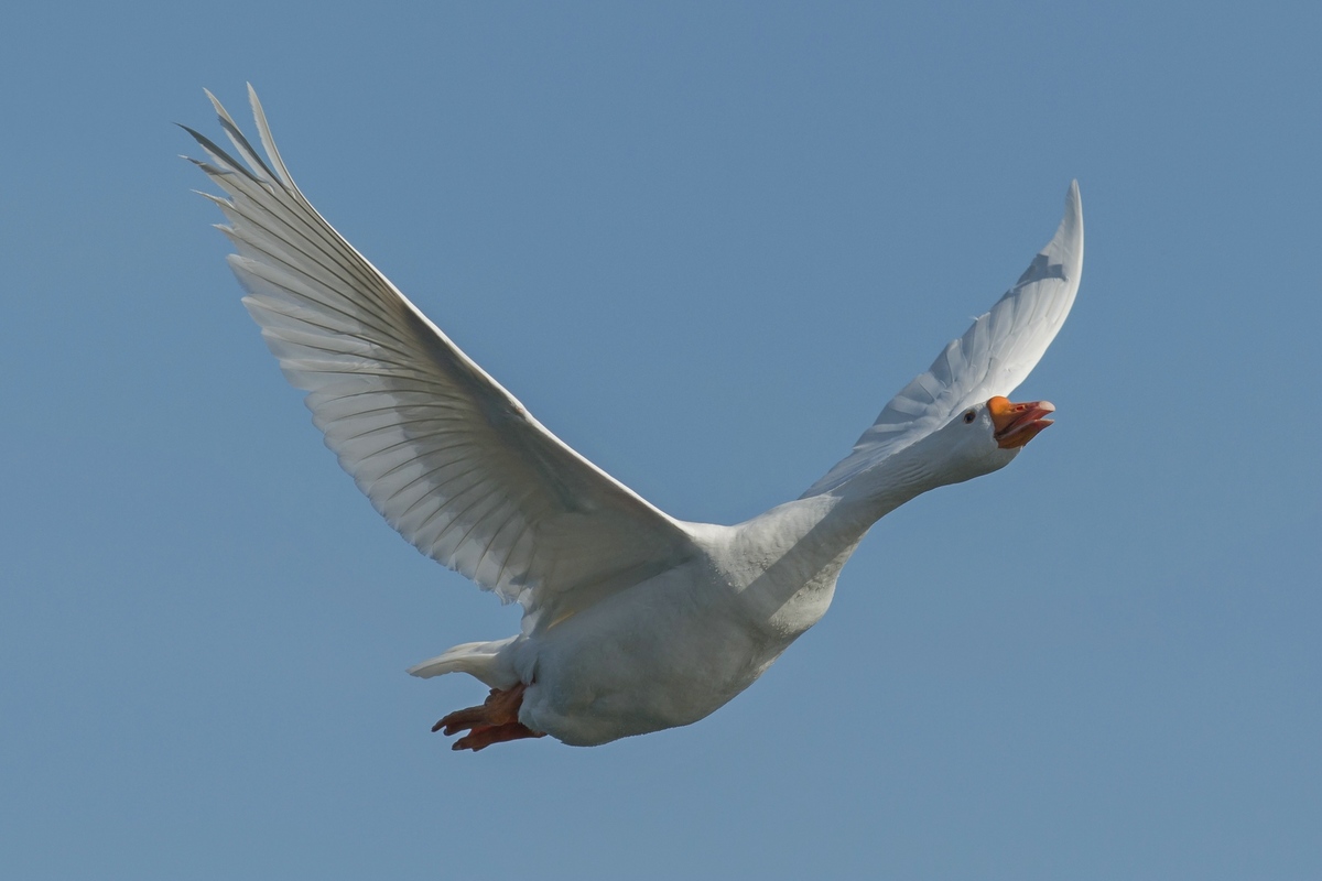 ..kein Schwan