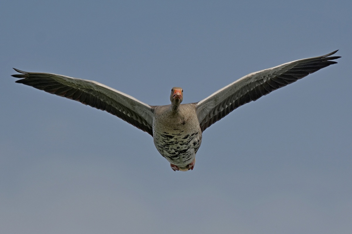 ne, ich bin keine dumme Gans...