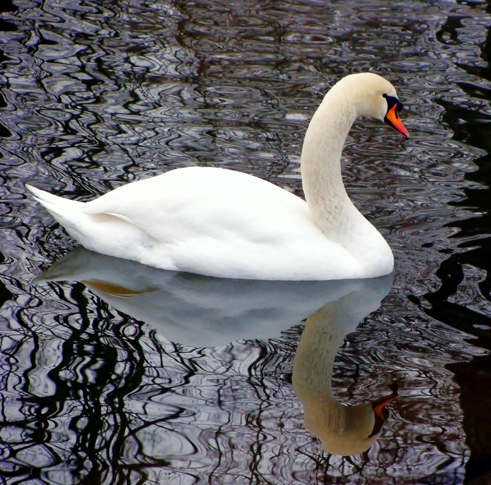 Der Schwan
