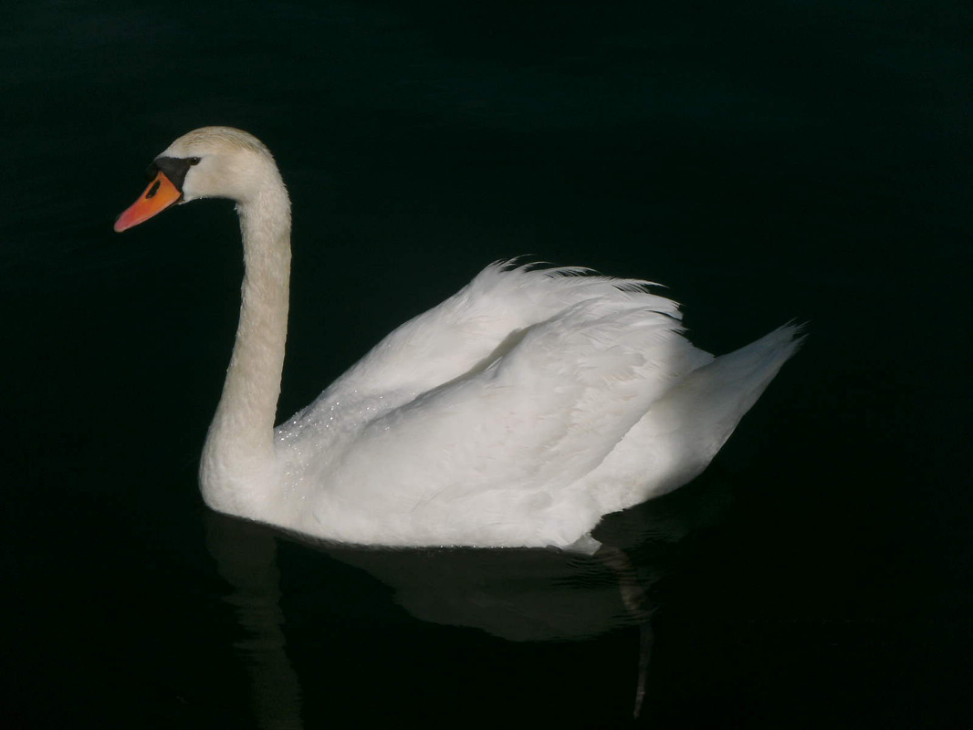 Bei Nacht im Hafen von Krka