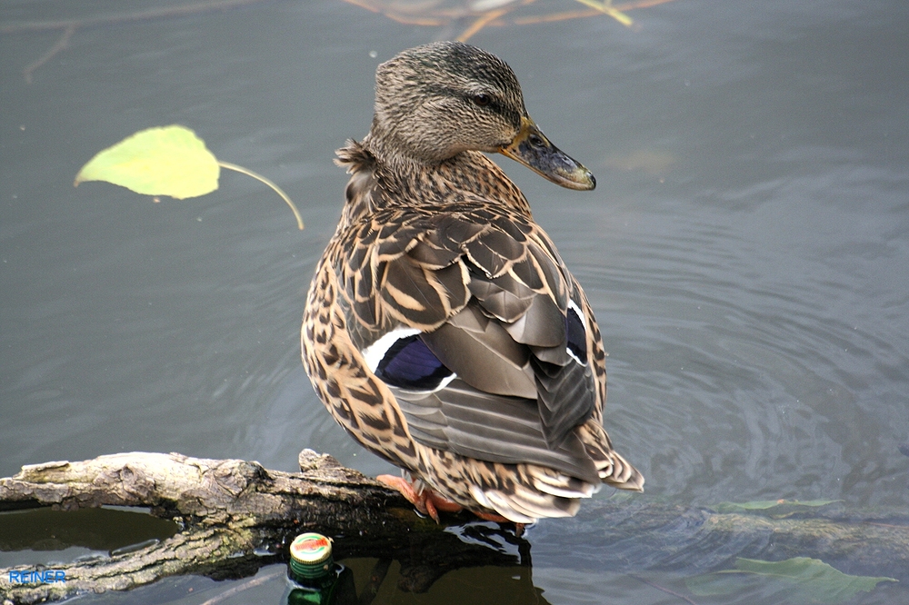 Ente im Rausch