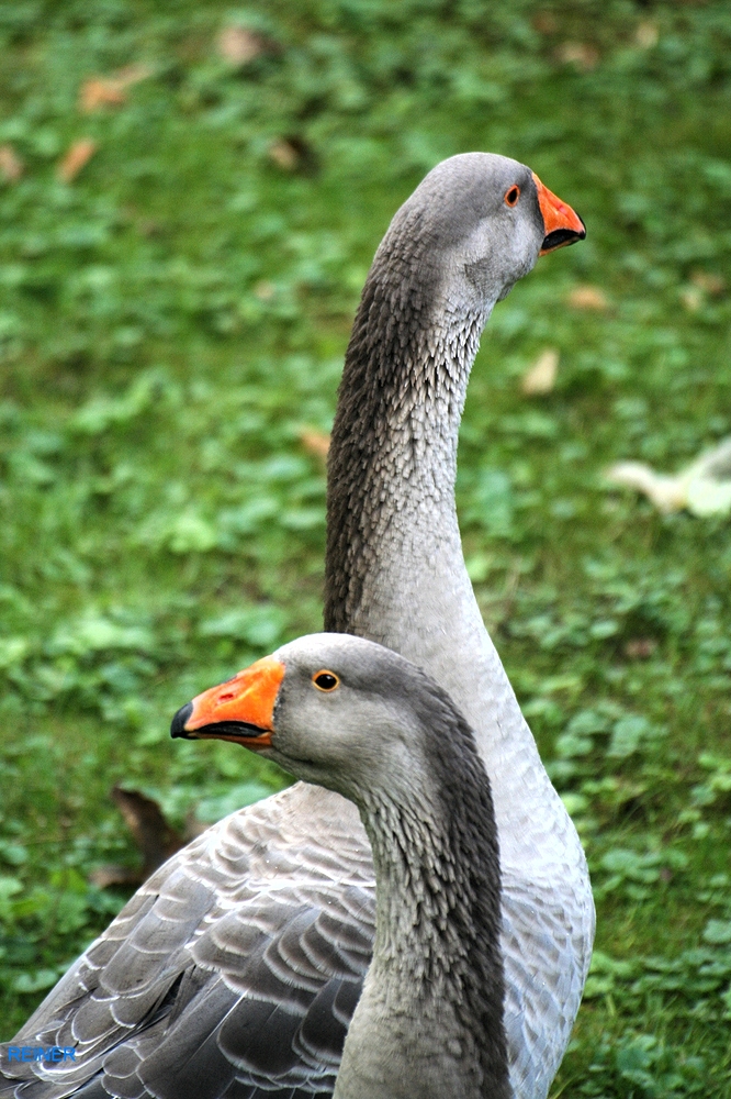 Gänse