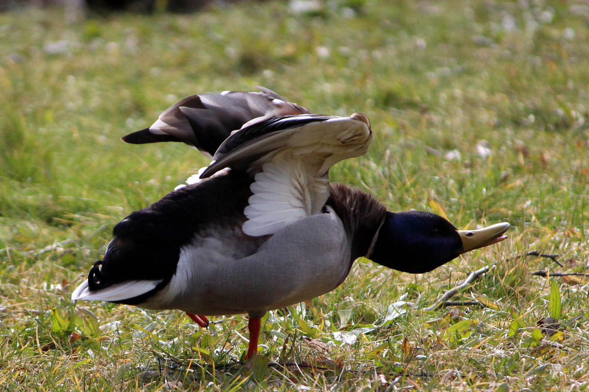 Ente beim "Sport"