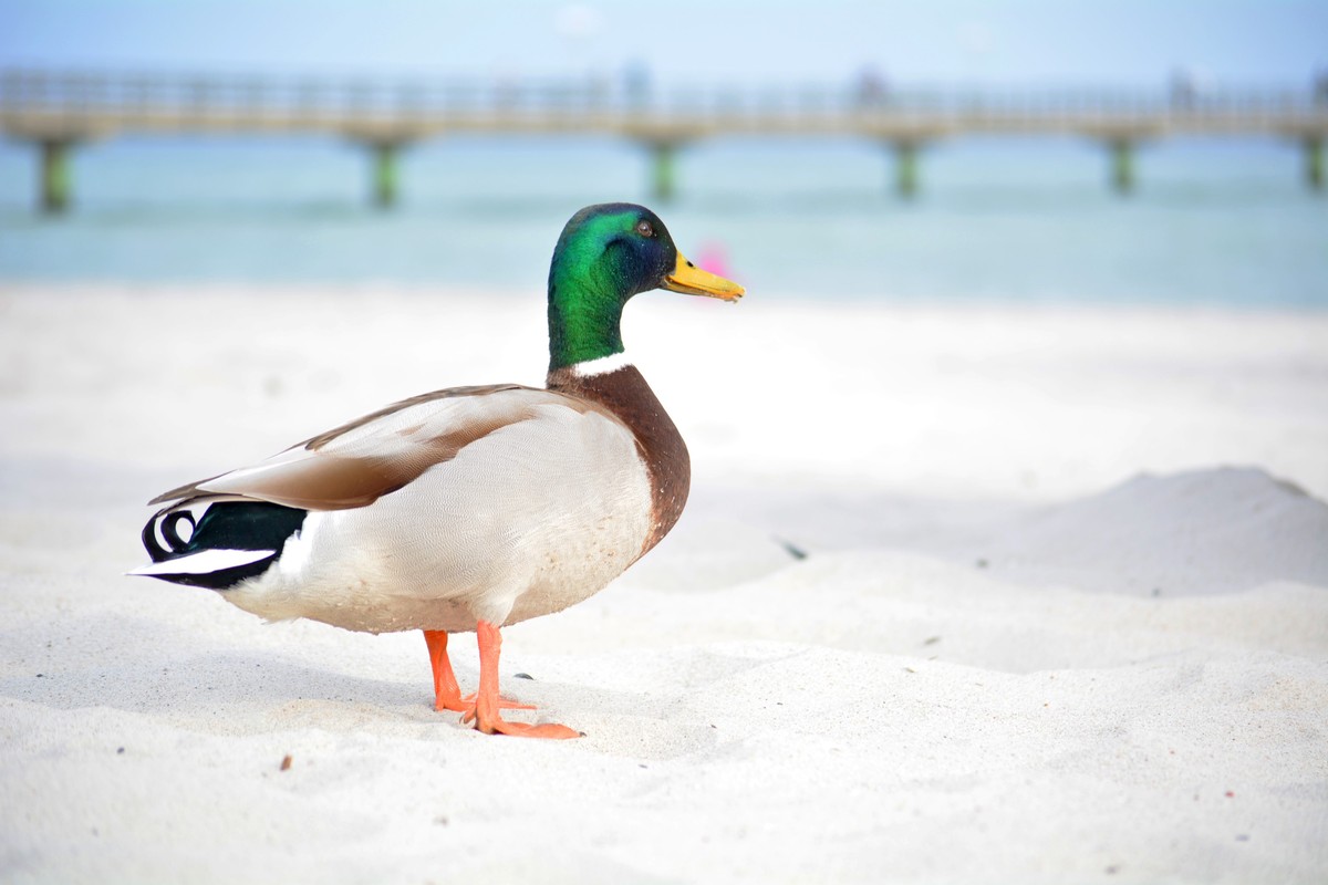 Strandspaziergang