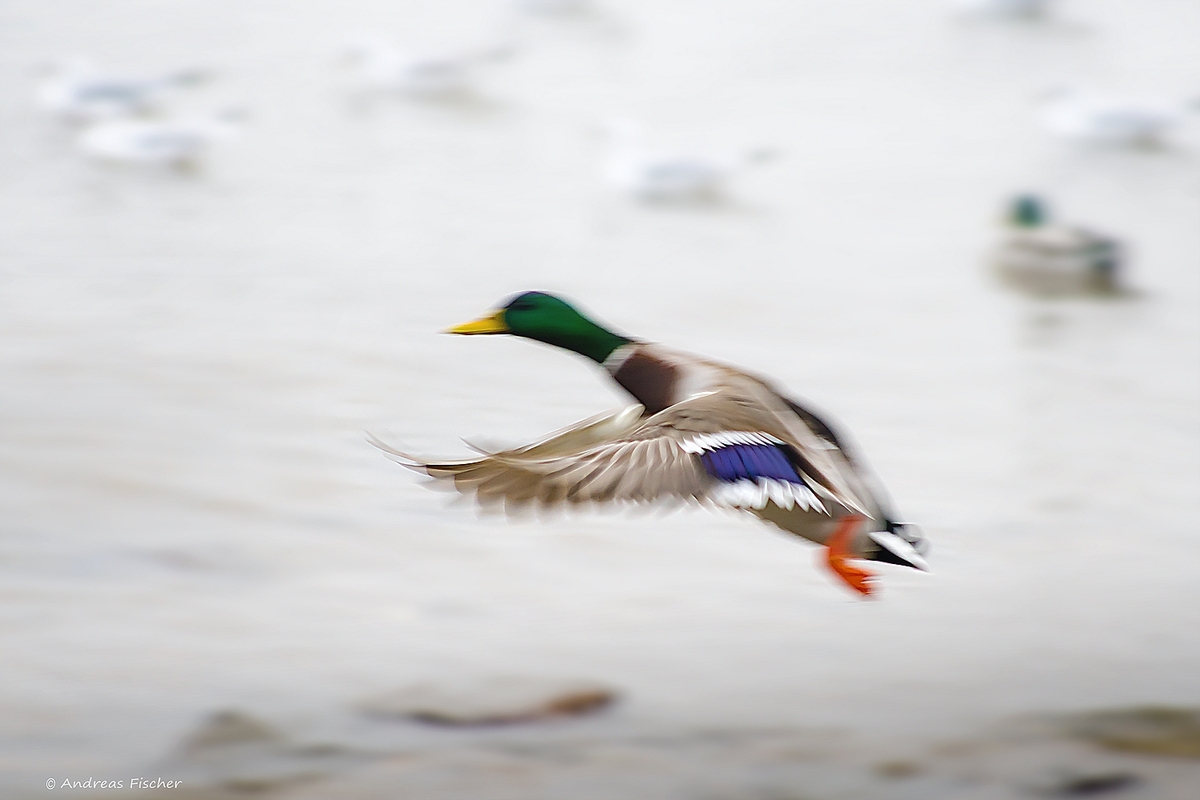 Wunderwelt Flügel - Stockente im Abflug