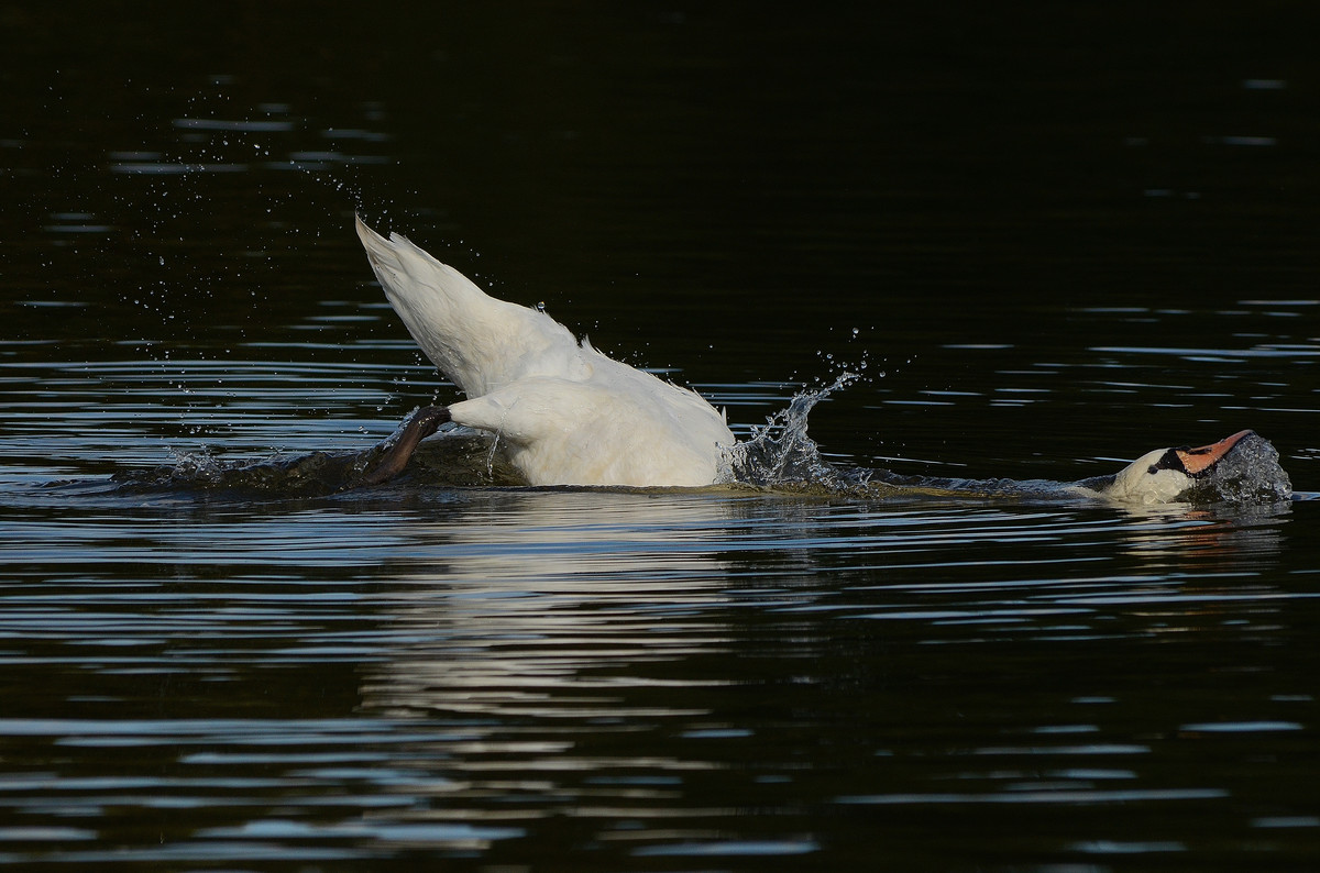 Ein lustiger Schwan!!