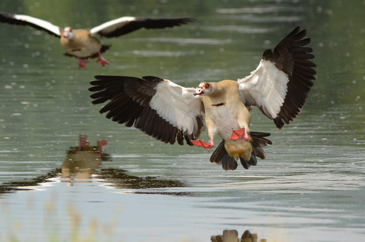 Nilgans im Anflug