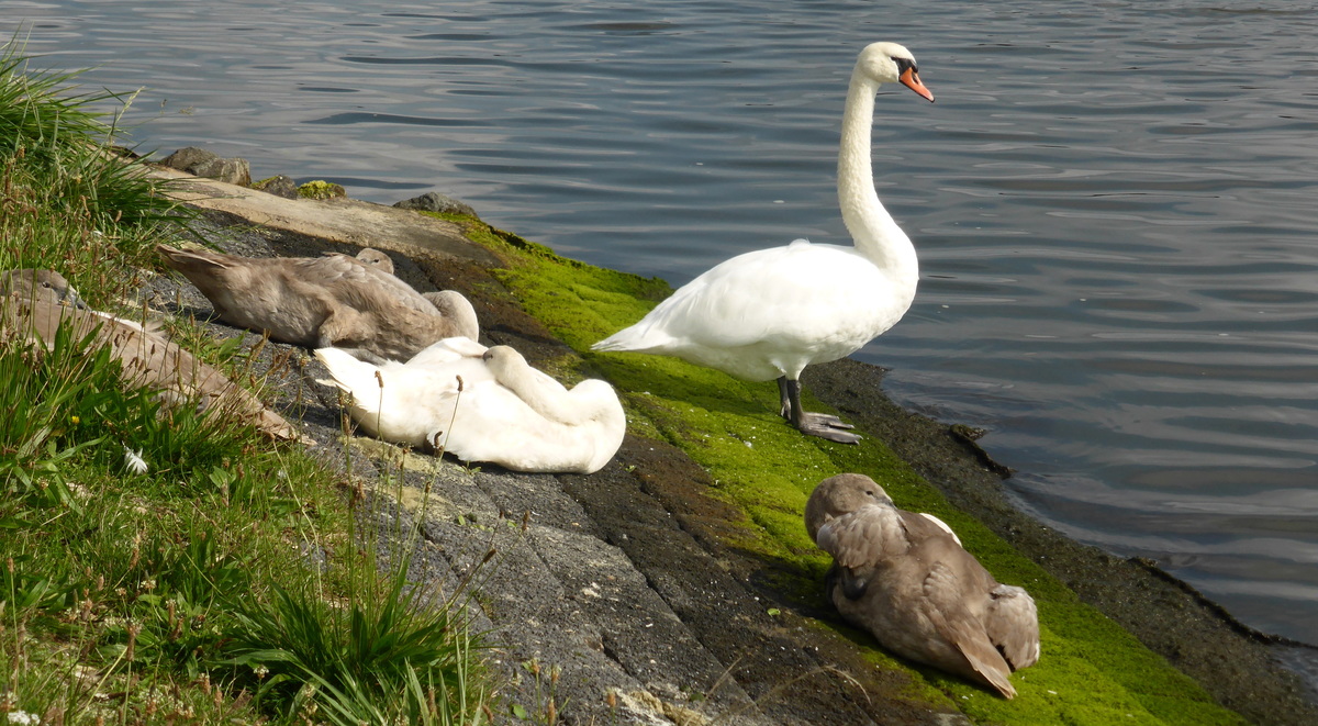 Schwanenpaar......