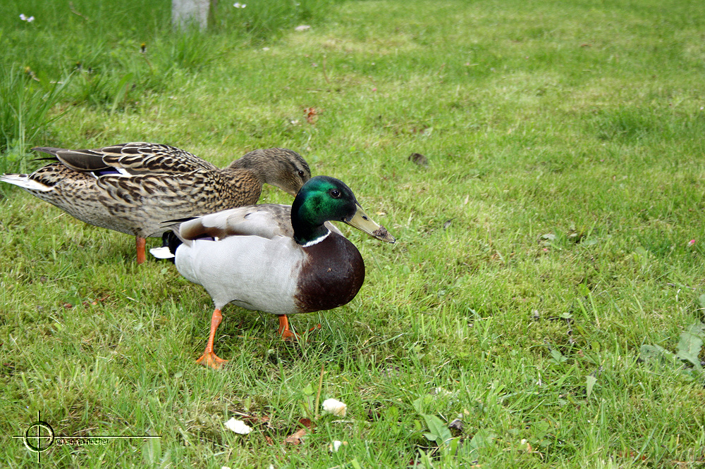 Enten 