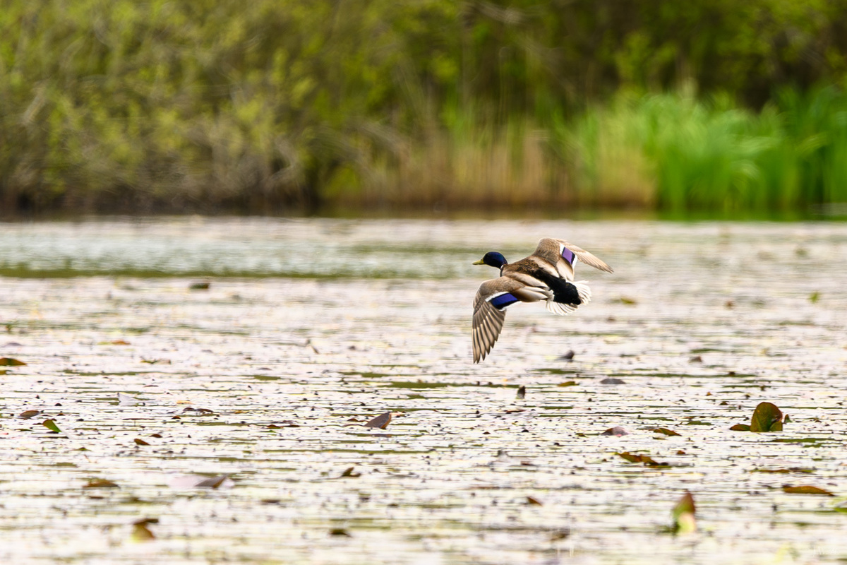 Anflug