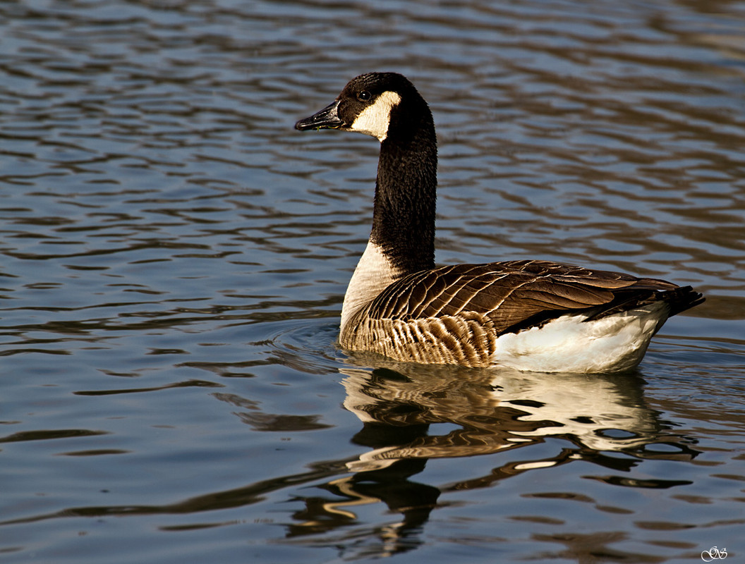 Canada - Gans