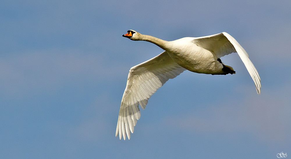 Flugstudie 