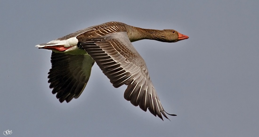 Flug
