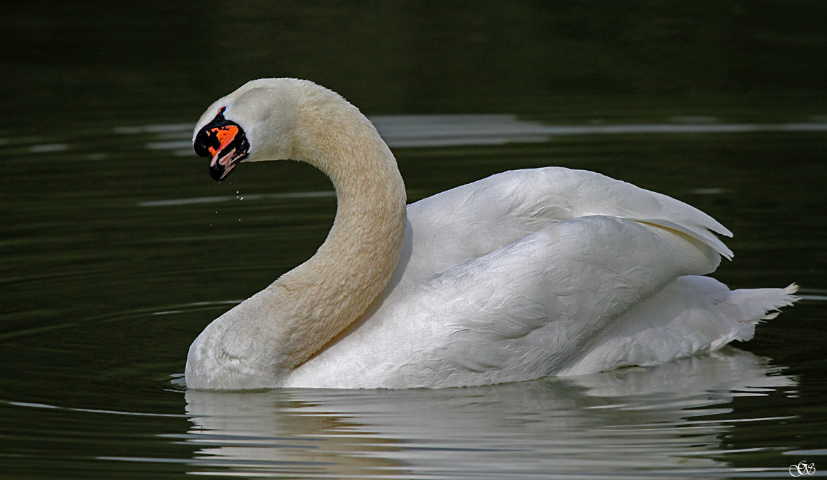 Schwan