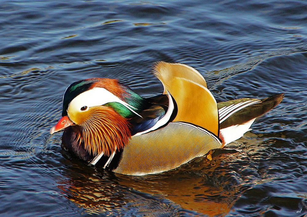Mandarinente