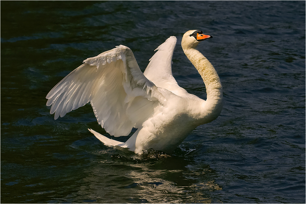 Schwanenkönig