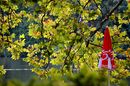 Der rote Sonnenschirm