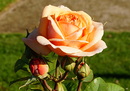 letzte Rose....