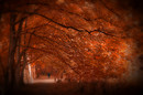 Herbstwaldspaziergang