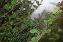 spinnennetz