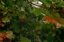 Der Herbst ist da