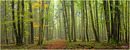 Herbstwald