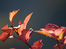 Fotos_Herbst